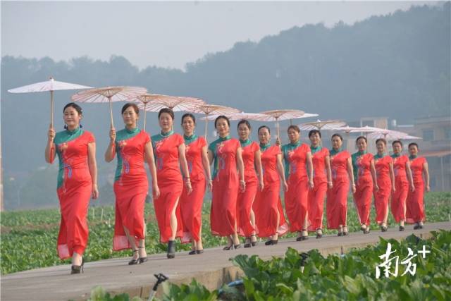 菜心旗袍秀。張曉欣 攝