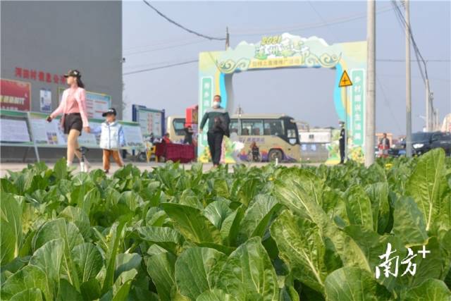 10日，2021連州菜心節(jié)暨線上直播推廣活動在西岸鎮(zhèn)河田村開幕。張曉欣 攝