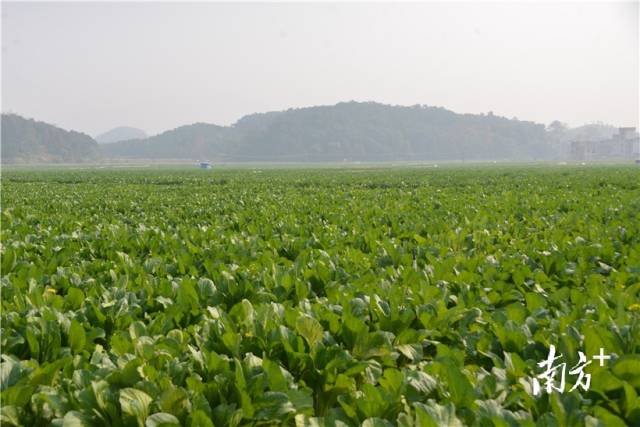河田蔬菜基地內(nèi)，連片千畝菜心長勢喜人。張曉欣 攝