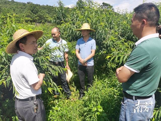 九陂鎮(zhèn)農業(yè)綜合服務中心主任、農藝師成忠雄提出水果災后管理意見。