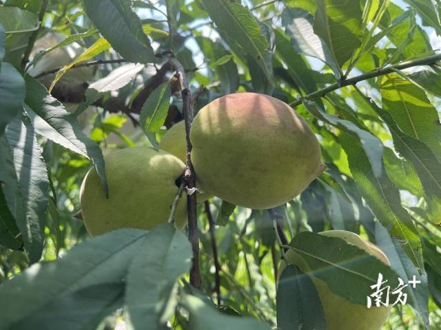 清脆飽滿(mǎn)的鷹嘴桃掛滿(mǎn)枝頭。