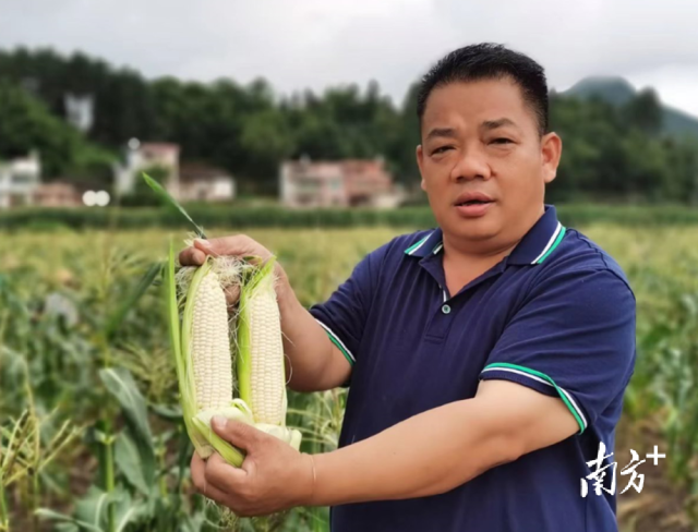 四聯(lián)村試點(diǎn)種植水果玉米，走特色產(chǎn)業(yè)發(fā)展道路。