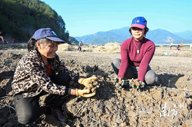 朱崗村水美塘馬蹄種植基地里，村民在采挖馬蹄。張曉欣 攝