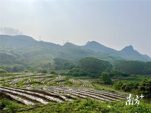 九陂鎮(zhèn)高相村打造的中藥材種植基地。